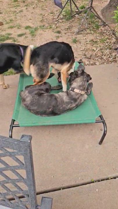 Enlarge Raven , a Adoptable mixed breed in Oakland, CA video 5/6