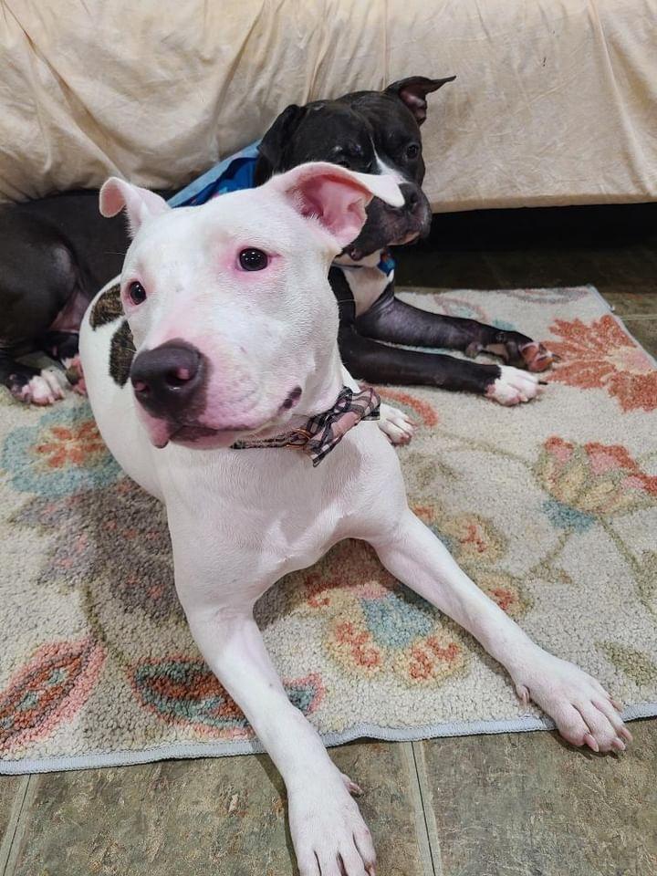 Thunder, a Adoptable mixed breed in Cresco, PA image 4/5