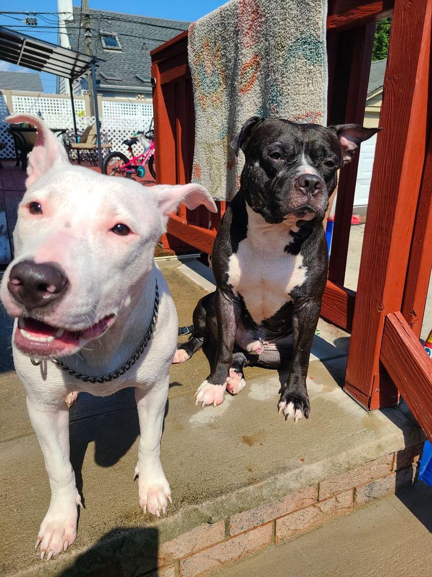 Thunder, a Adoptable mixed breed in Cresco, PA image 5/5