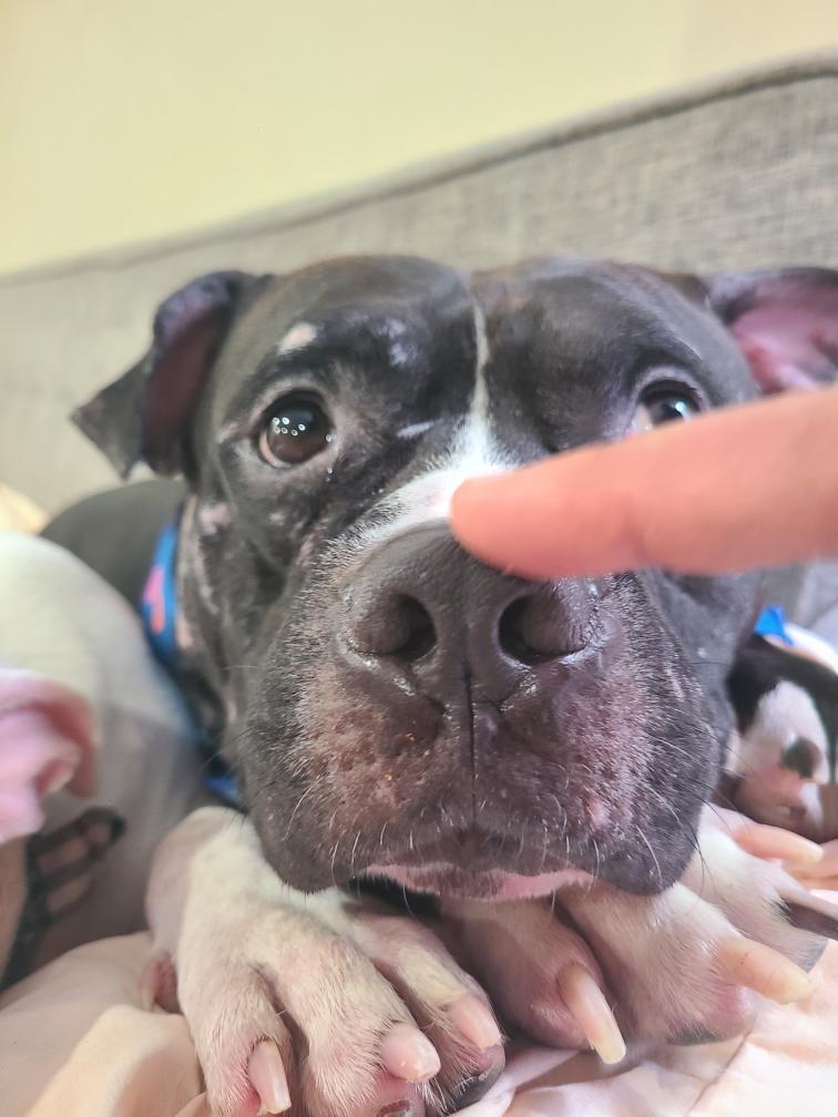 Thunder, Adoptable, Adult Male Pit Bull Terrier.