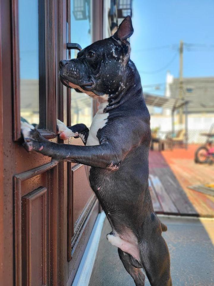 Thunder, a Adoptable mixed breed in Cresco, PA image 3/5