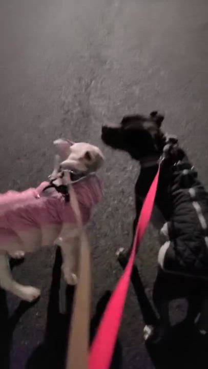 Enlarge Thunder, a Adoptable mixed breed in Cresco, PA video 2/5