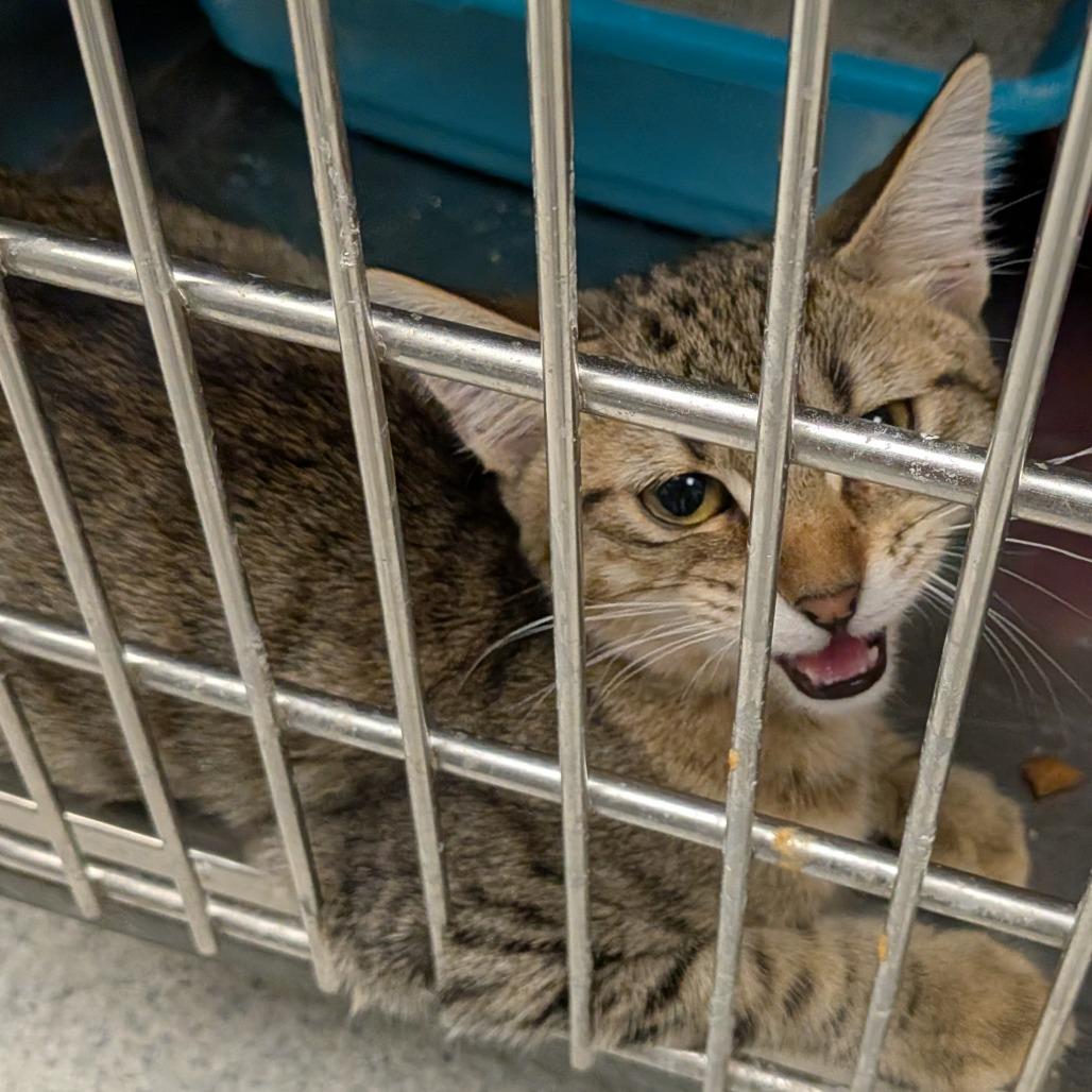 Grace, Adoptable, Kitten Female Domestic Short Hair.