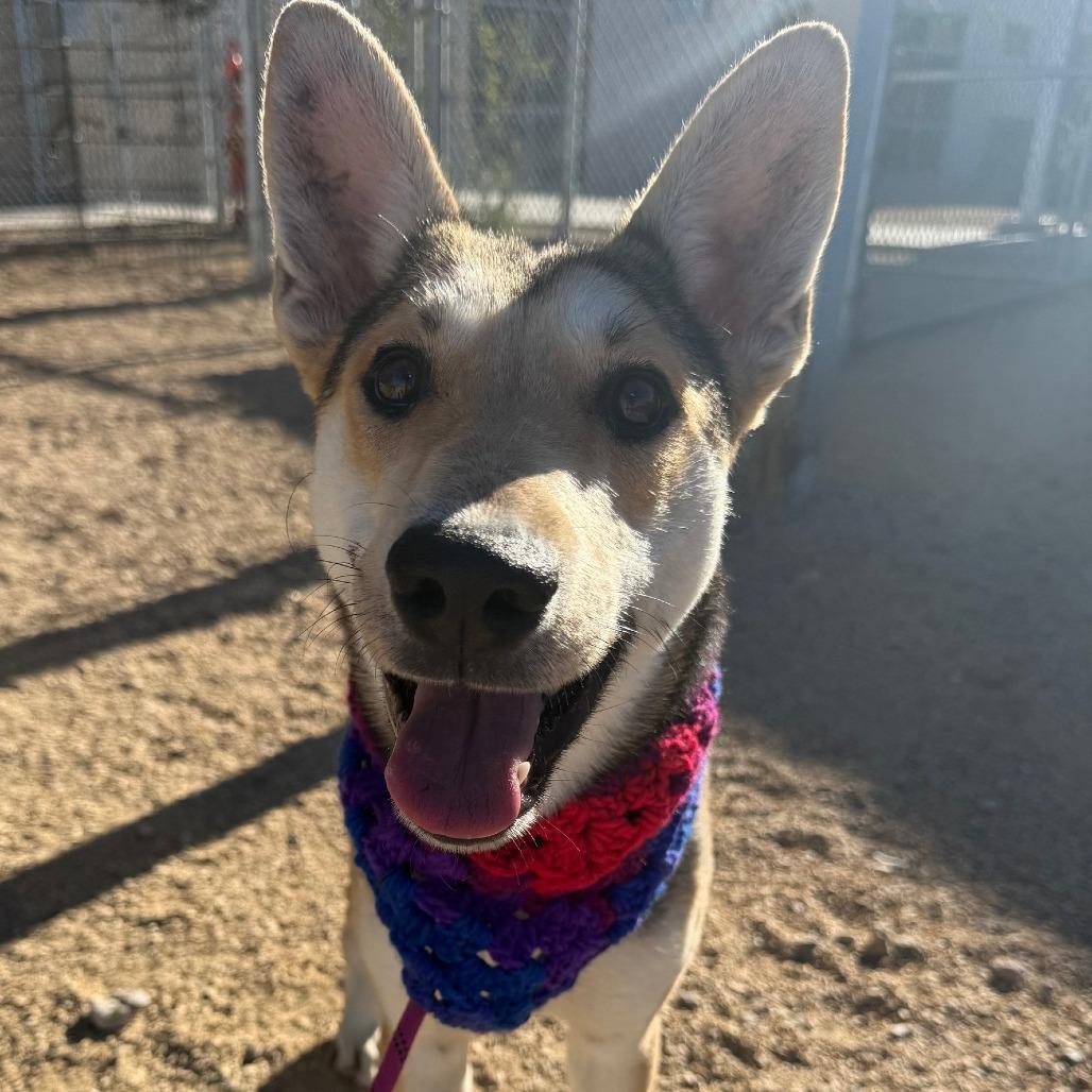 Enlarge Spock, a Adoptable Mixed Breed in Las Cruces, NM image 1/6