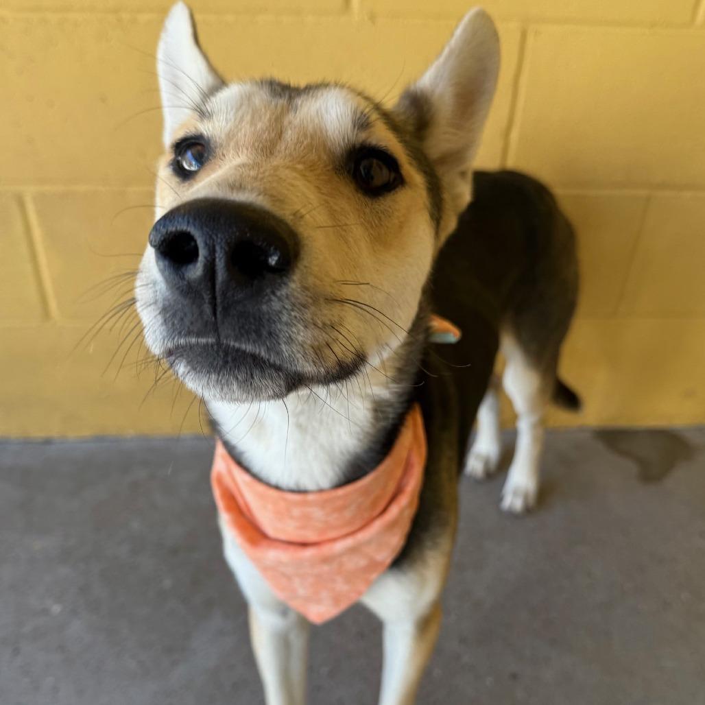Spock, Adoptable, Young Male Mixed Breed.