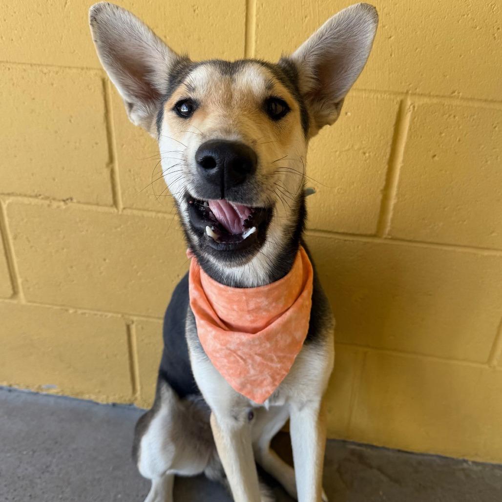 Spock, a Adoptable Mixed Breed in Las Cruces, NM image 2/4