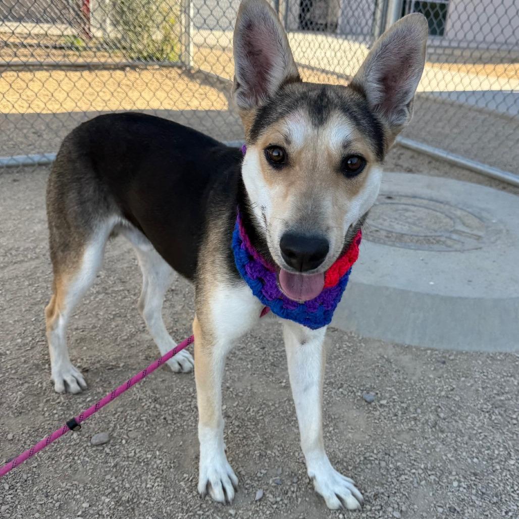 Enlarge Spock, a Adoptable Mixed Breed in Las Cruces, NM image 4/6