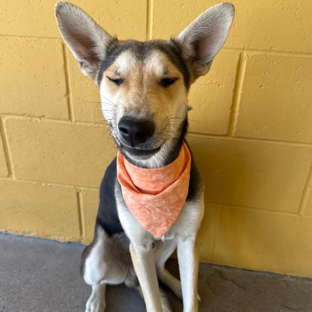 Spock, a Adoptable Mixed Breed in Las Cruces, NM image 3/4