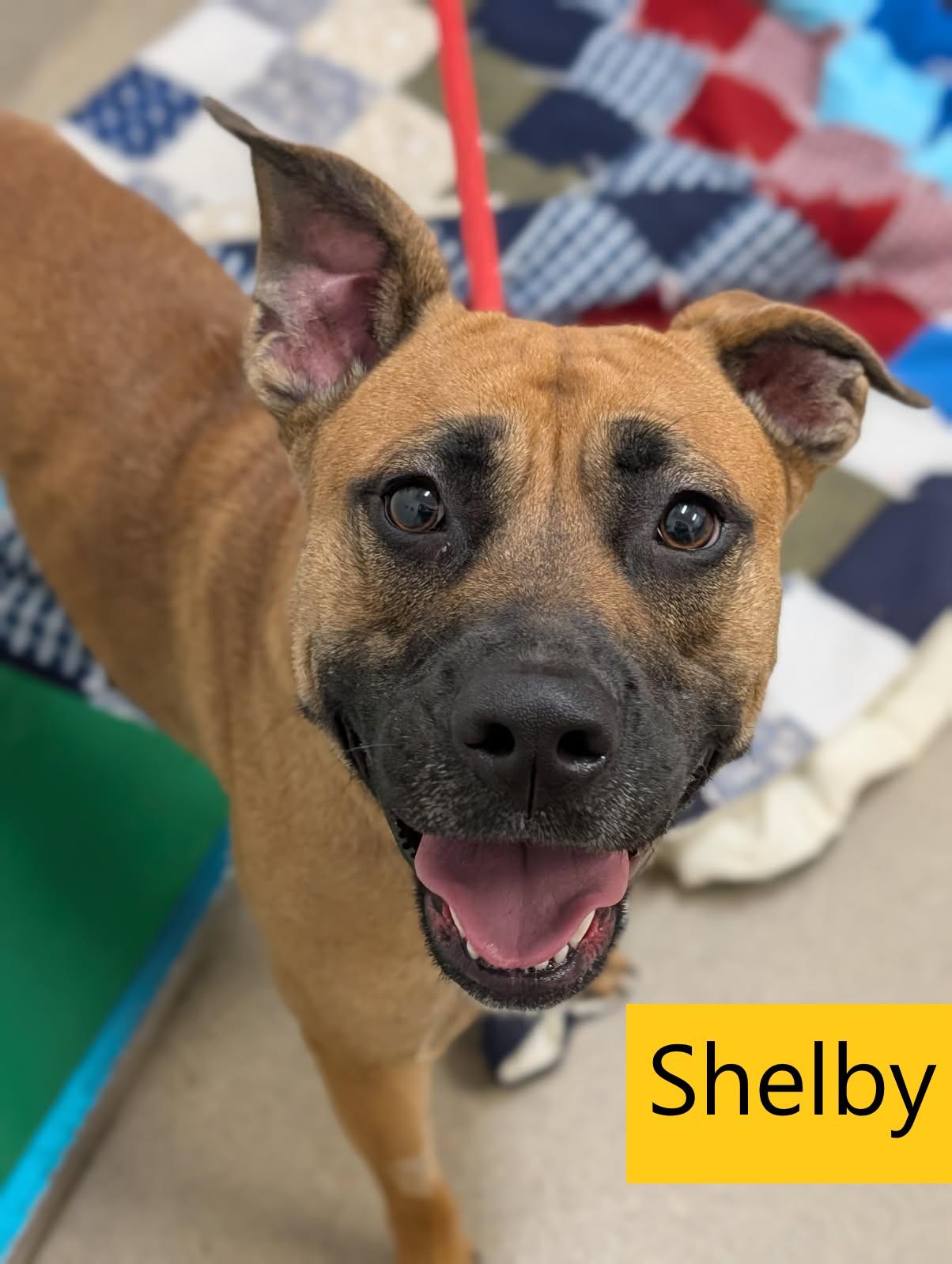 Enlarge Shelby, a ADOPTABLE mixed breed in Mount Vernon, OH image 1/1
