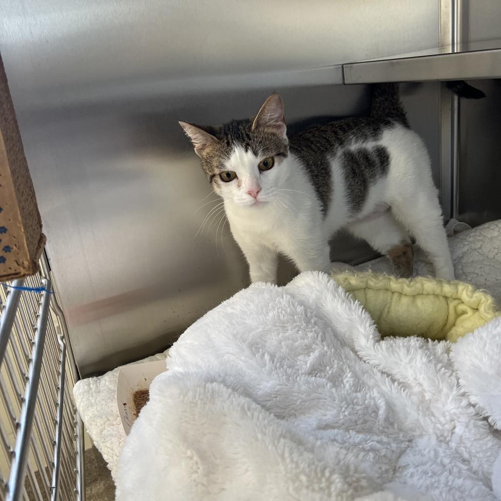 Eleanor, Adoptable, Young Female Domestic Short Hair.