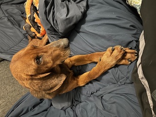 Social Redbone Hound "MARLEY" for Adoption, Adopted, Young Male Redbone Coonhound.