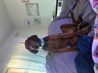 Enlarge Social Redbone Hound "MARLEY" for Adoption, a Adopted Redbone Coonhound in Oakland, CA image 2/5