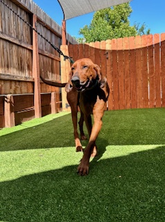 Enlarge Social Redbone Hound "MARLEY" for Adoption, a Adopted Redbone Coonhound in Oakland, CA image 3/5