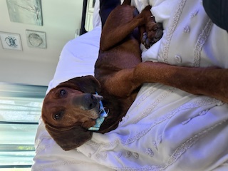 Enlarge Social Redbone Hound "MARLEY" for Adoption, a Adopted Redbone Coonhound in Oakland, CA image 4/5