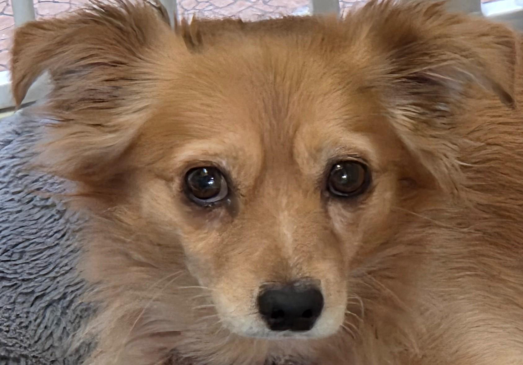 Enlarge Marco, a Adoptable mixed breed in Tucson, AZ image 1/2