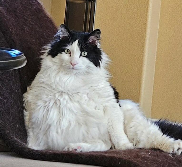 Enlarge Theo, a Adoptable Norwegian Forest Cat in Seal Beach, CA image 1/2