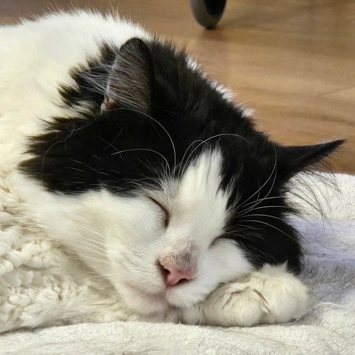 Enlarge Theo, a Adoptable Norwegian Forest Cat in Seal Beach, CA image 2/2