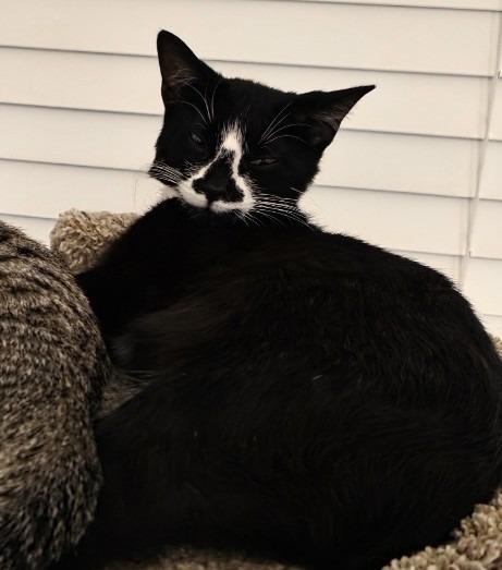 Enlarge Dahlia, a Adoptable mixed breed in Minneapolis, MN image 1/6