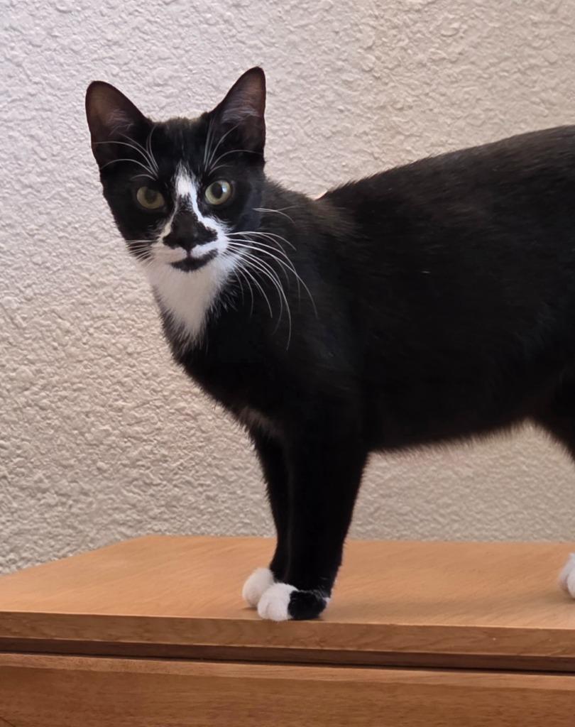 Enlarge Dahlia, a Adoptable mixed breed in Minneapolis, MN image 4/6