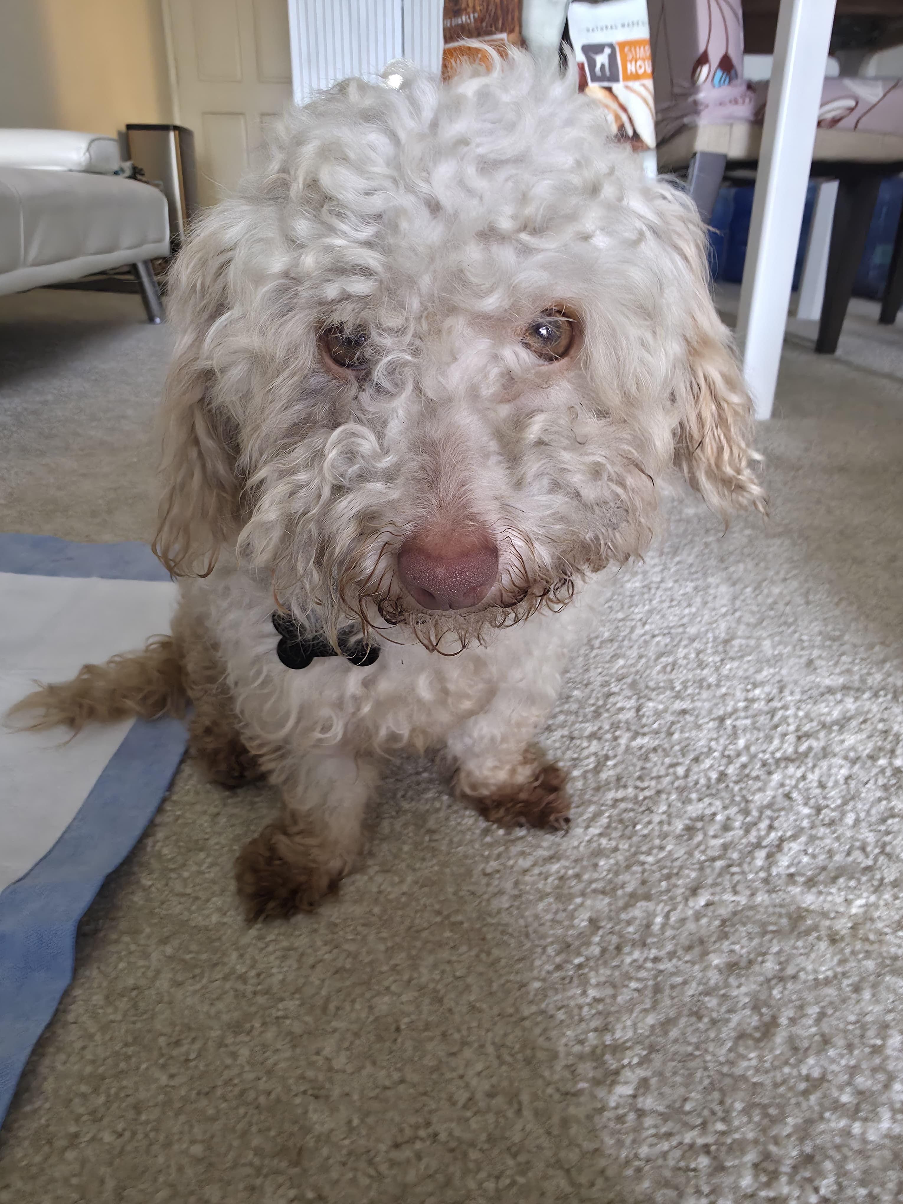 Petunia , adopted, Adult Female Maltipoo.