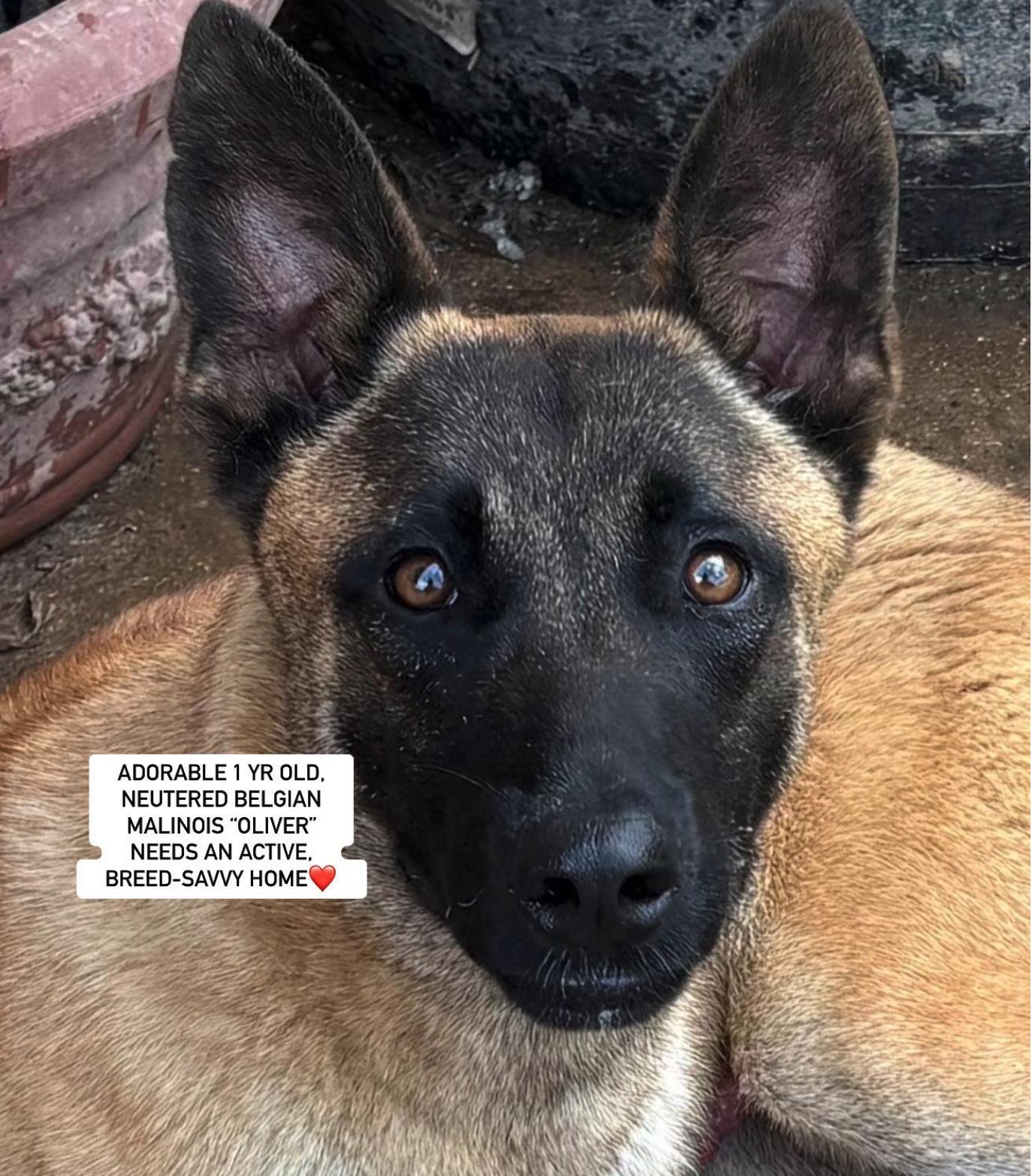OLIVER, Young Male Belgian Shepherd / Malinois
