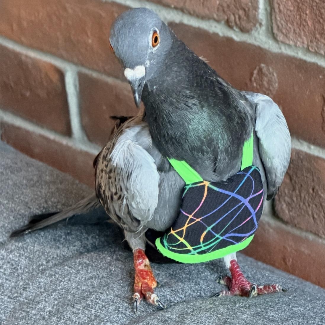 Enlarge Tano, a Adoption Pending Pigeon in Chicago, IL image 2/4