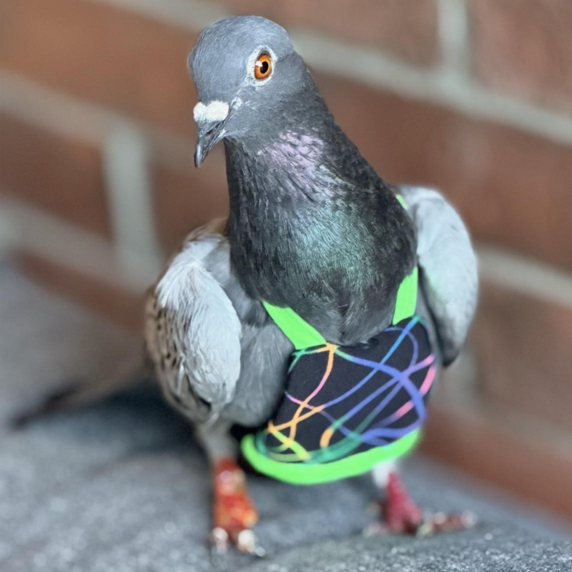 Enlarge Tano, a Adoption Pending Pigeon in Chicago, IL image 1/4