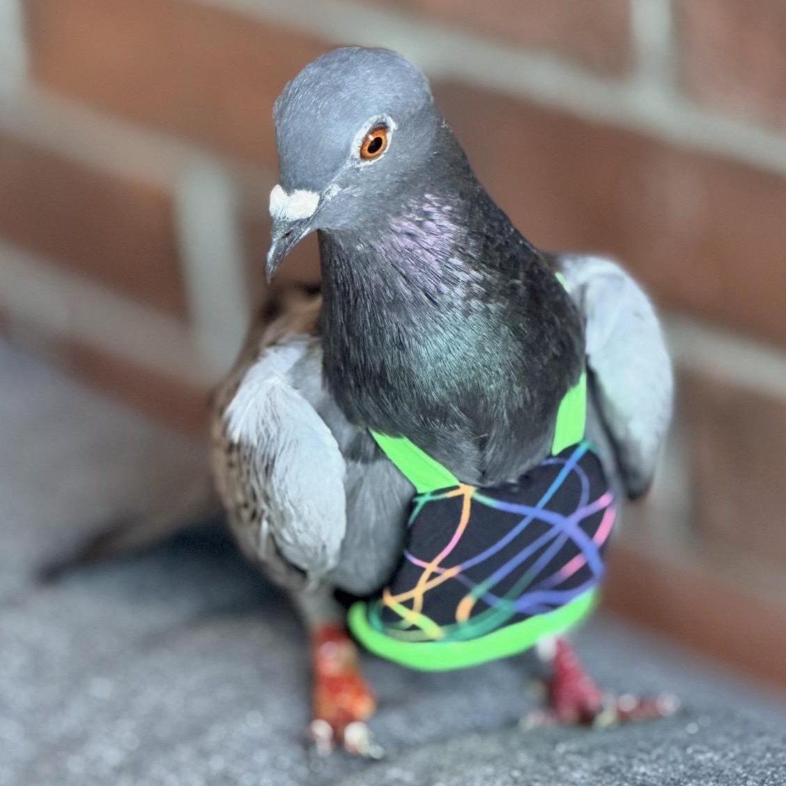 Enlarge Tano, a Adoption Pending Pigeon in Chicago, IL image 3/4