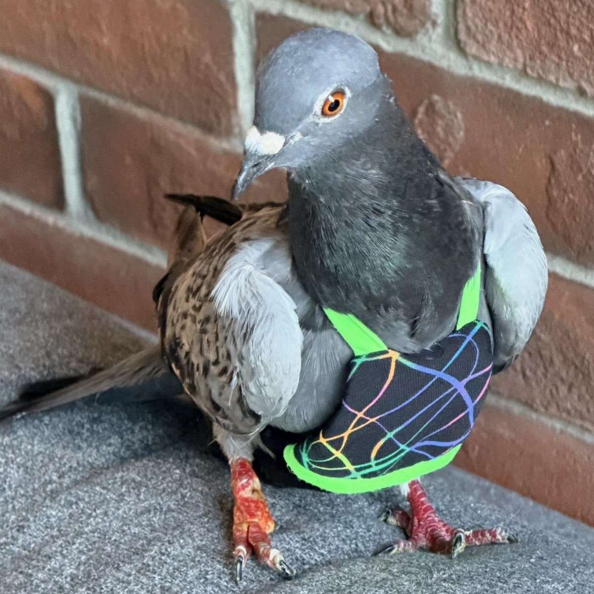 Enlarge Tano, a Adoption Pending Pigeon in Chicago, IL image 4/4