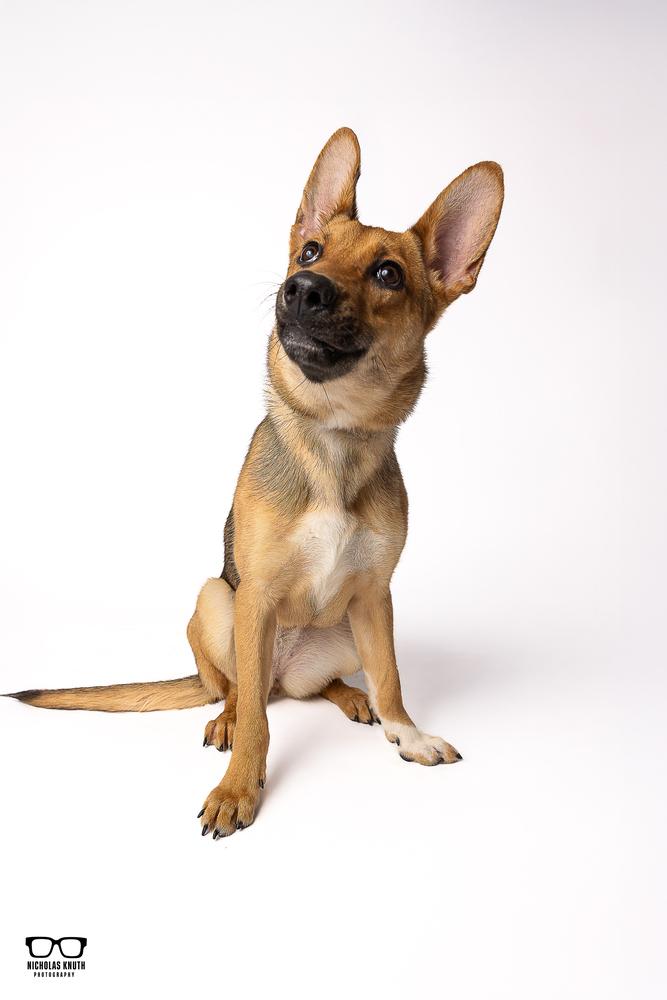 Enlarge Neena, a Adoptable mixed breed in Palatine, IL image 2/6