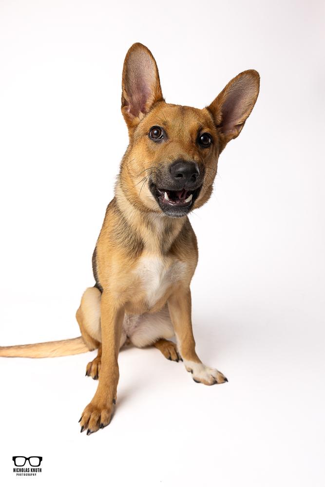 Enlarge Neena, a Adoptable mixed breed in Palatine, IL image 4/6