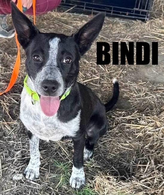 Bindi