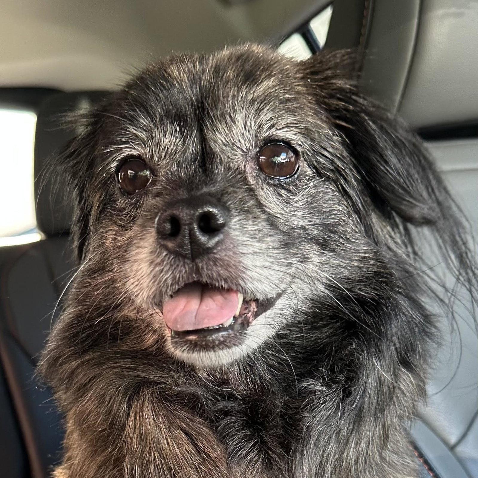 Enlarge Little Bird, a Adoptable Pekingese in Columbia, MD image 1/3