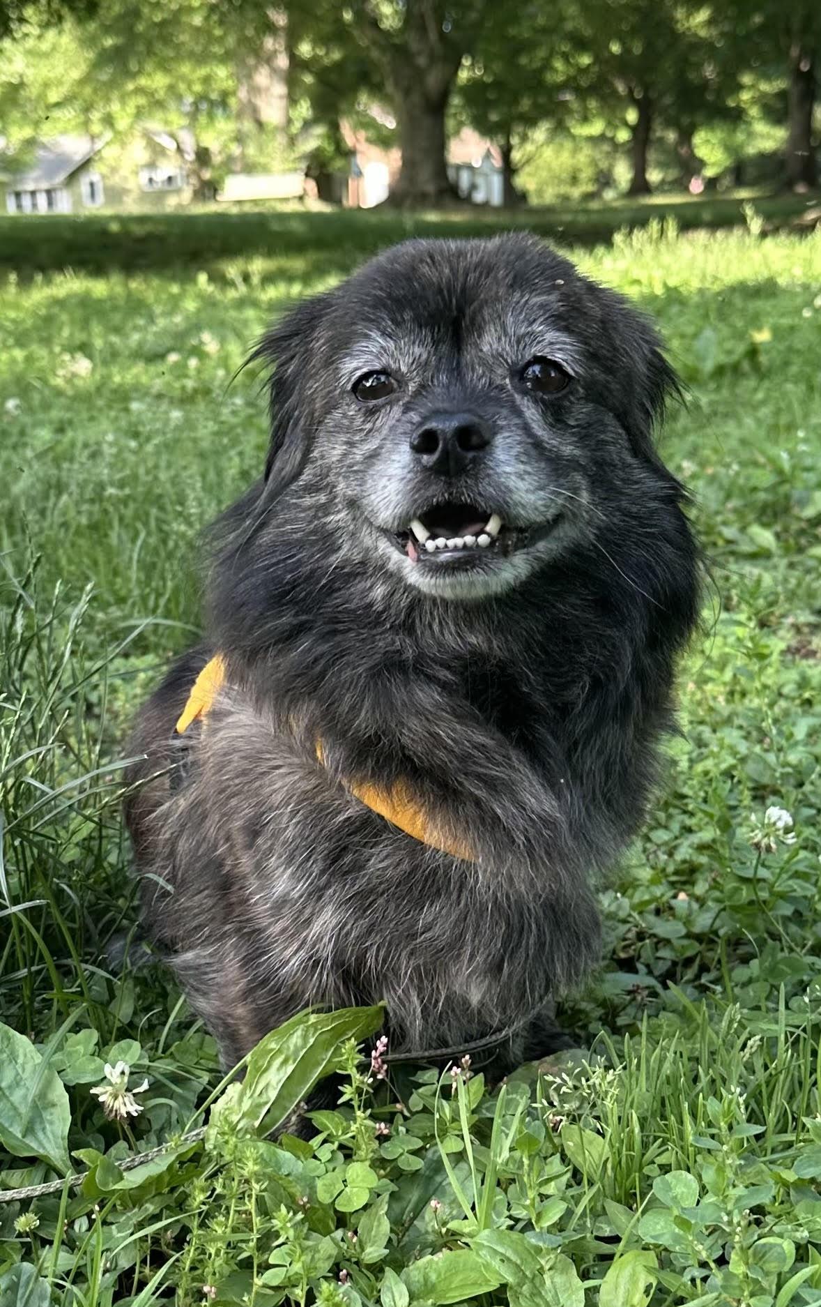 Enlarge Little Bird, a Adoptable Pekingese in Columbia, MD image 2/3