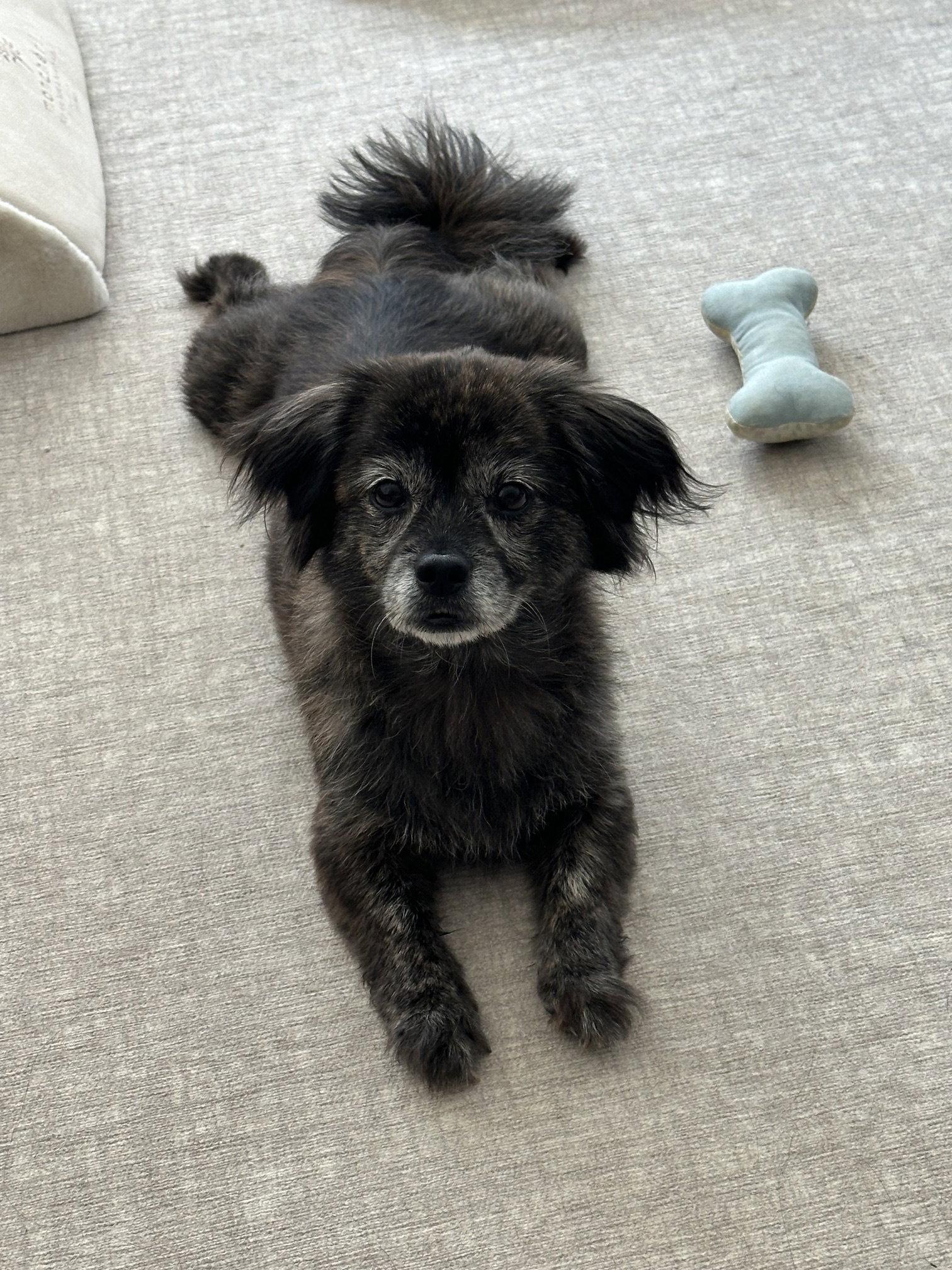 Little Bird, a Adoptable Pekingese in Columbia, MD image 2/3