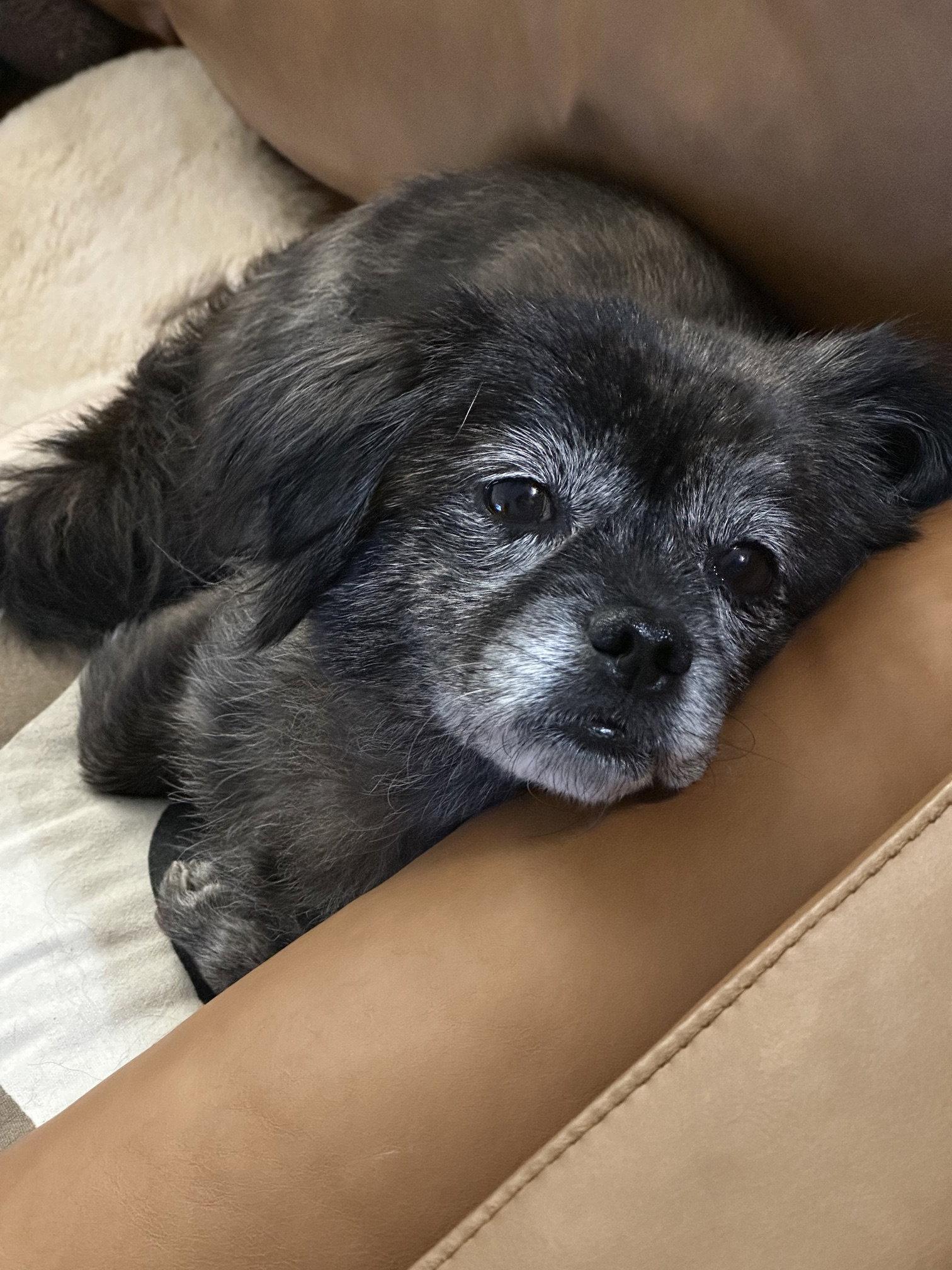 Little Bird, a Adoptable Pekingese in Columbia, MD image 3/3
