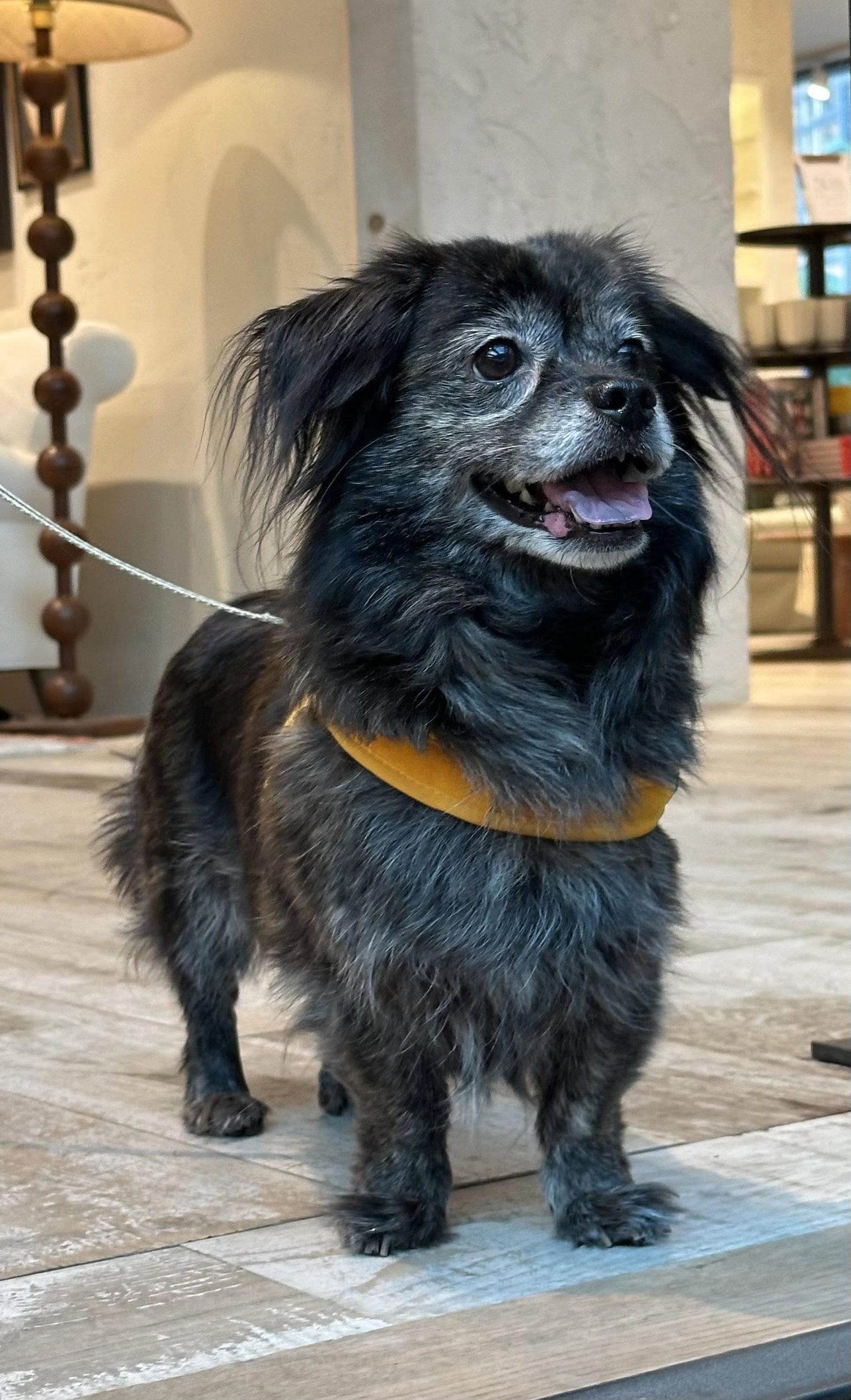 Enlarge Little Bird, a Adoptable Pekingese in Columbia, MD image 3/3