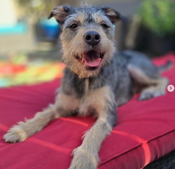 Willow, ADOPTABLE, Young Female Terrier.