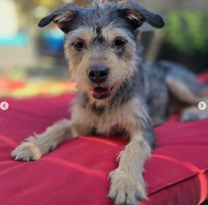 Enlarge Willow, a ADOPTABLE Terrier in TEMECULA, CA image 3/5