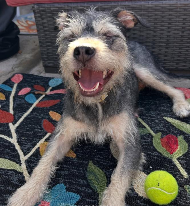 Enlarge Willow, a ADOPTABLE Terrier in TEMECULA, CA image 4/5