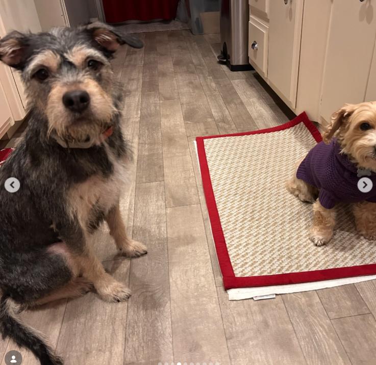 Enlarge Willow, a ADOPTABLE Terrier in TEMECULA, CA image 5/5