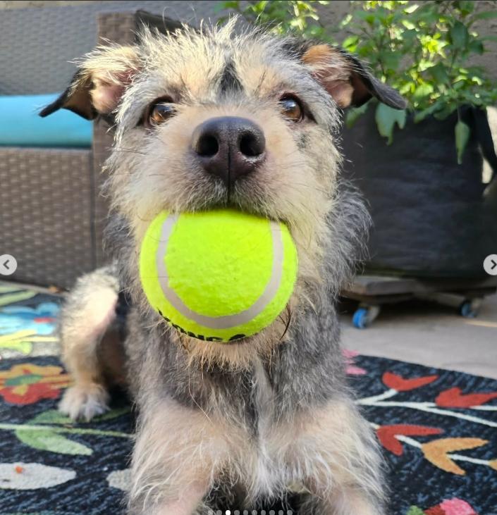 Enlarge Willow, a ADOPTABLE Terrier in TEMECULA, CA image 2/5