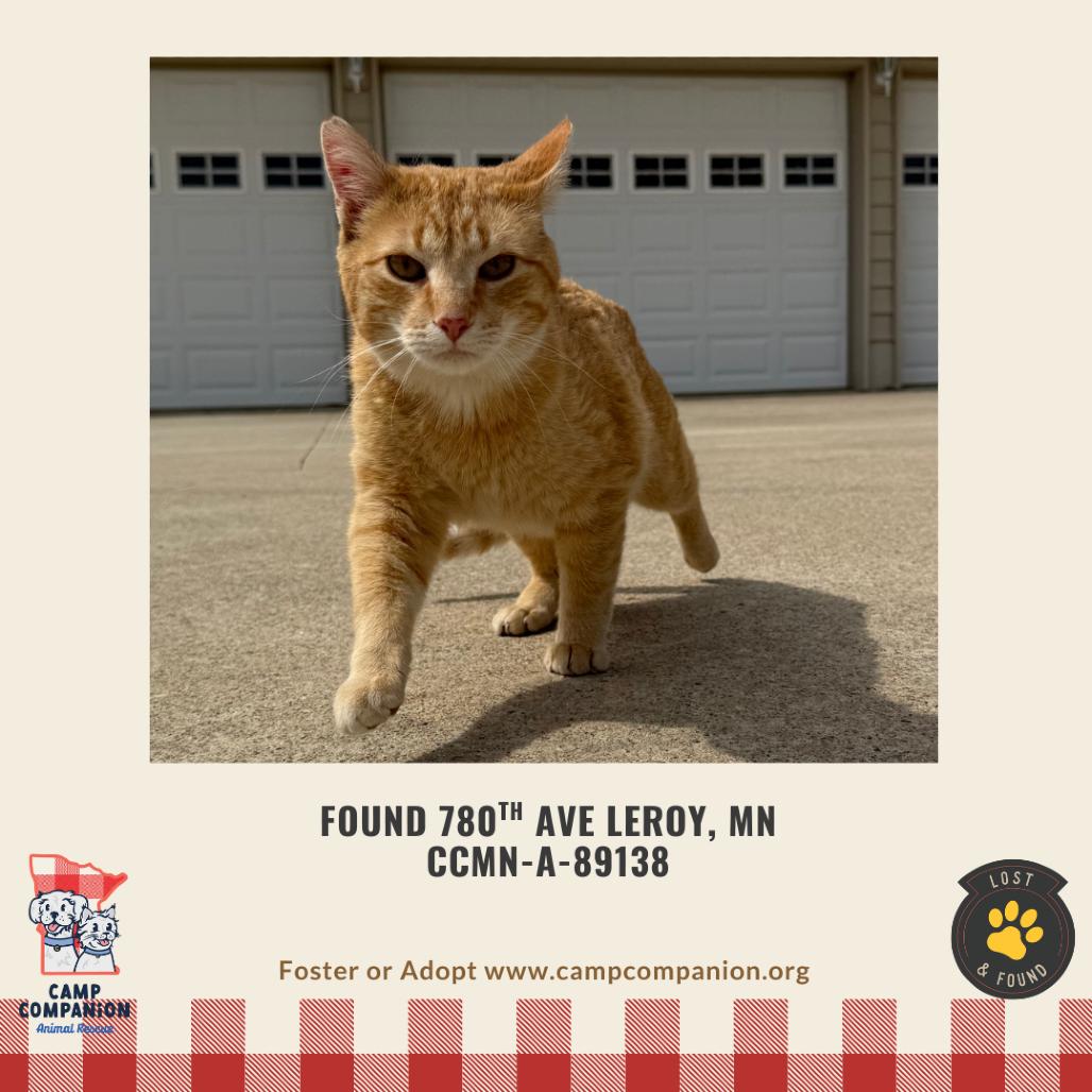 Beans, a Adoptable Domestic Short Hair in Rochester, MN image 1/3