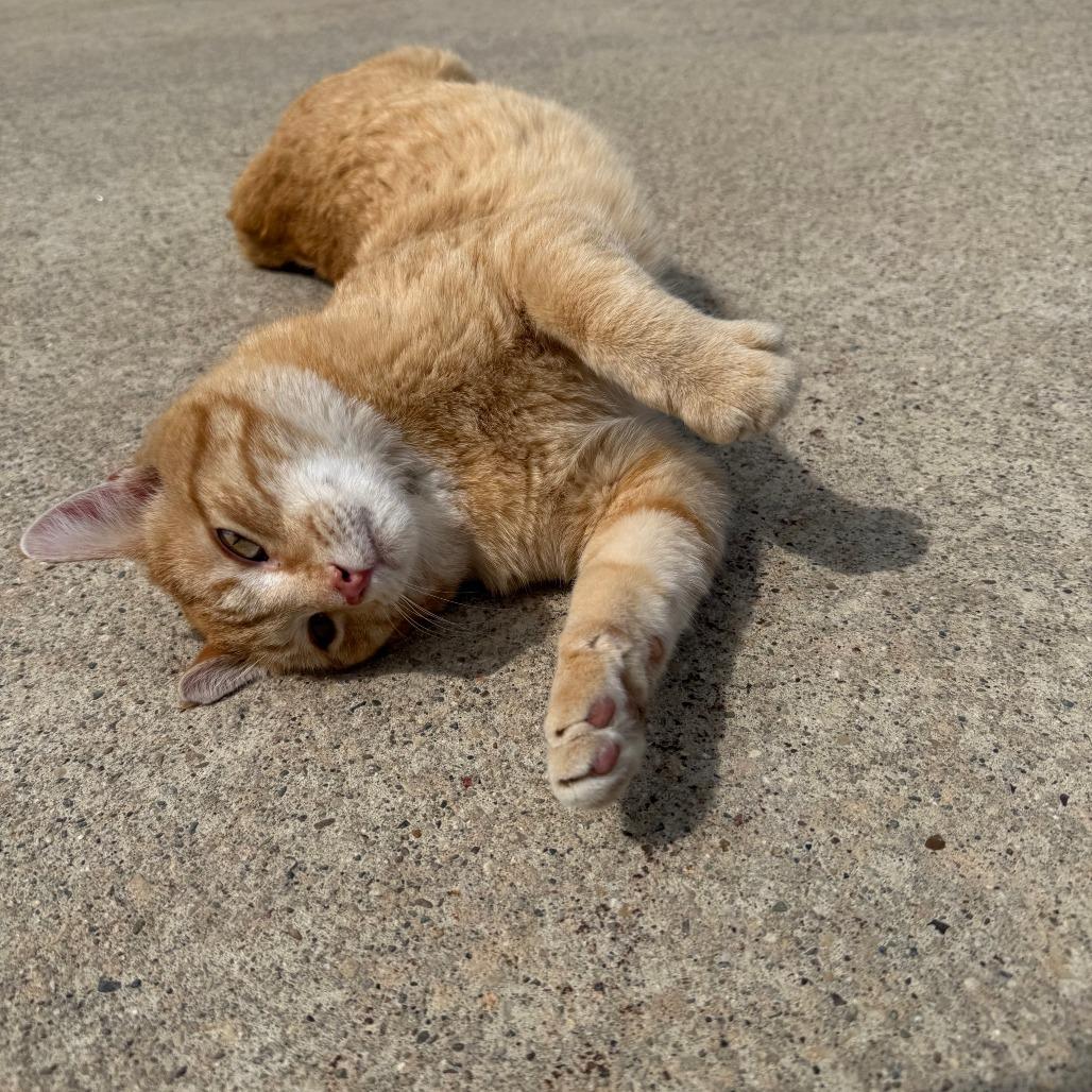 Beans, a Adoptable Domestic Short Hair in Rochester, MN image 2/3