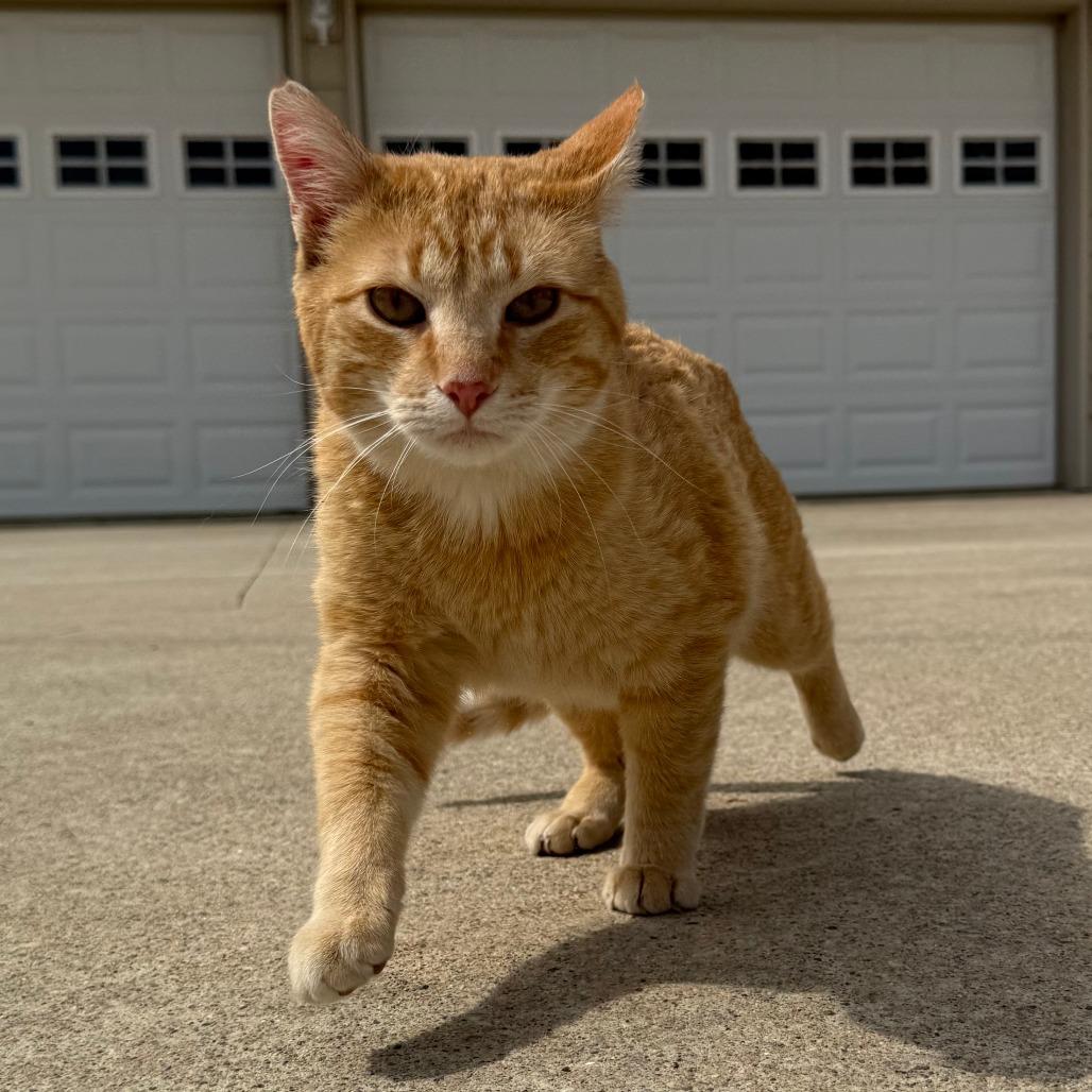 Beans, a Adoptable Domestic Short Hair in Rochester, MN image 3/3