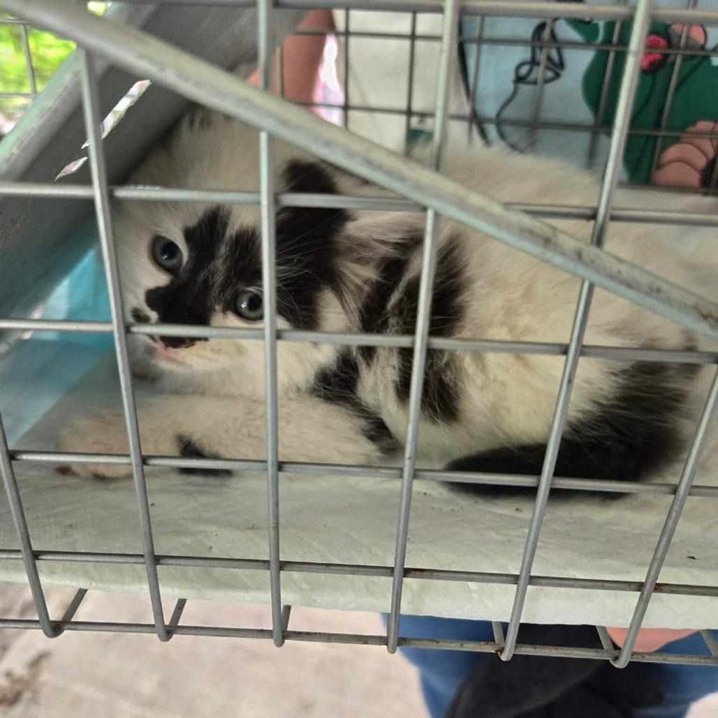 Ruckus, a Adoptable Domestic Long Hair in Kansas City, MO image 1/3