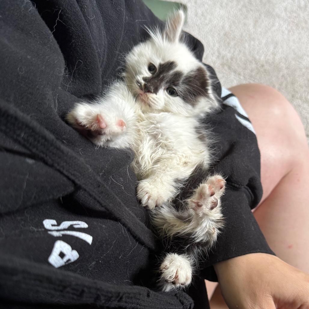 Ruckus, a Adoptable Domestic Long Hair in Kansas City, MO image 2/3