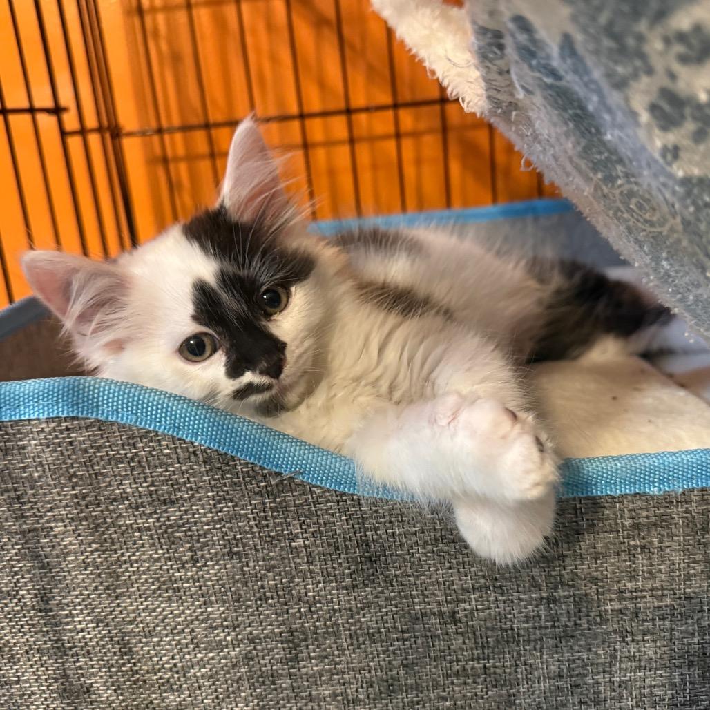 Ruckus, a Adoptable Domestic Long Hair in Kansas City, MO image 3/3