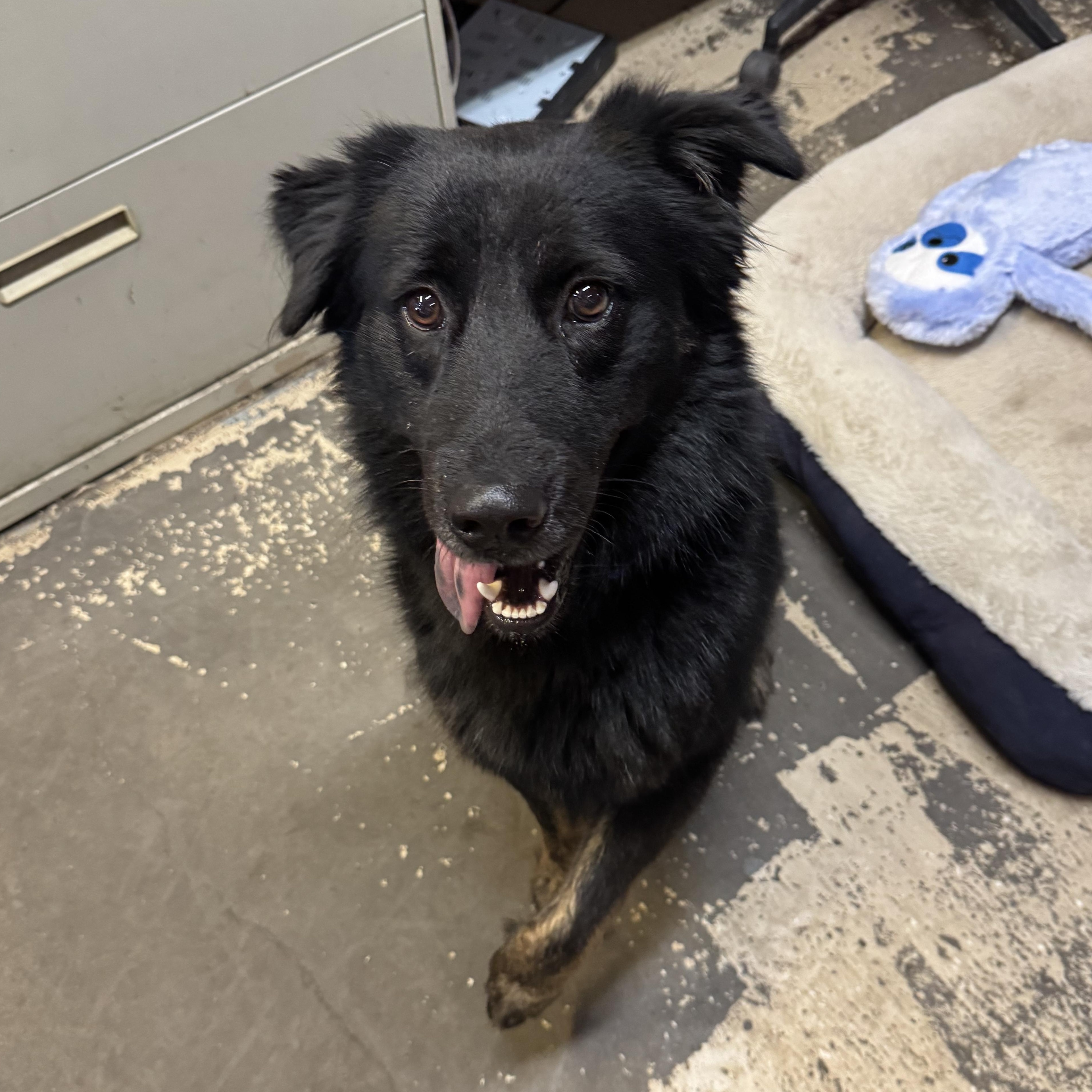 Enlarge Stormy, an adopted mixed breed in The Dalles, OR image 2/4