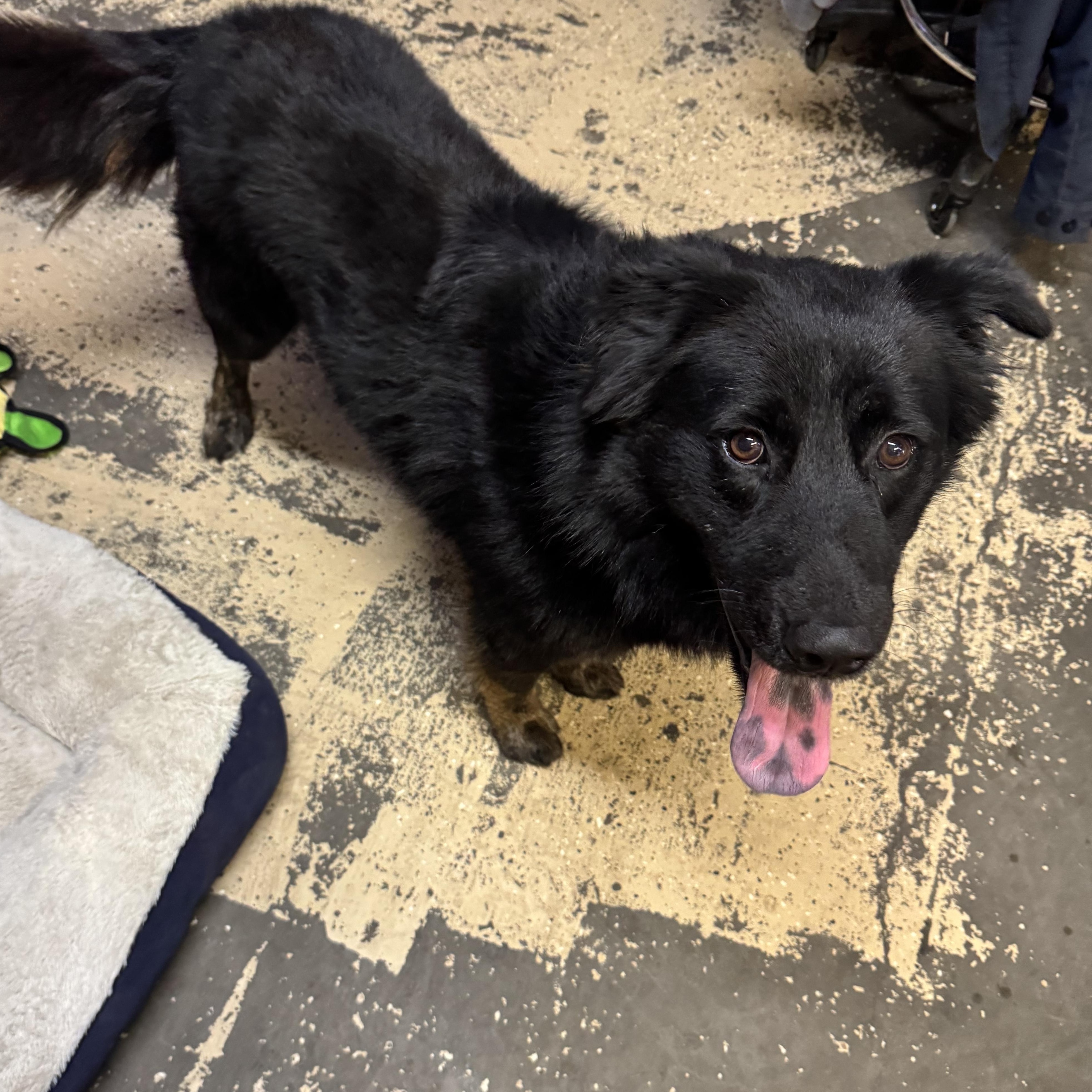 Enlarge Stormy, an adopted mixed breed in The Dalles, OR image 3/4